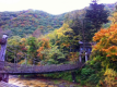 紅葉の山々とかずら橋