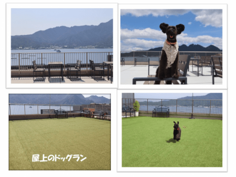 屋上のドッグラン