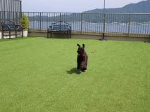 屋上のドッグランで遊ぶワンちゃん