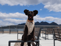 屋上でくつろぐワンちゃん