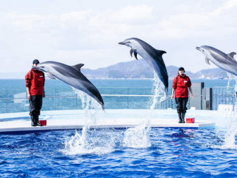 四国水族館　イルカ　画像提供：四国水族館