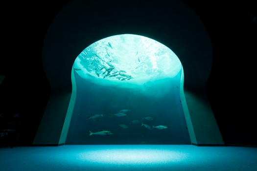 渦潮の景　「画像提供：四国水族館」