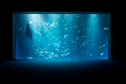 綿津見の景　「画像提供：四国水族館」