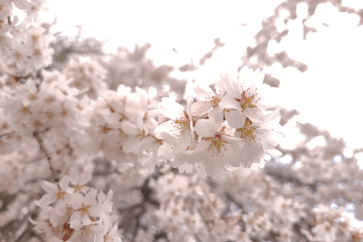 【3/28～4/6朝食限定】フレッシュいちごの春色スムージーと奏でる朝のひととき。朝食フェア開催（1泊朝食付）