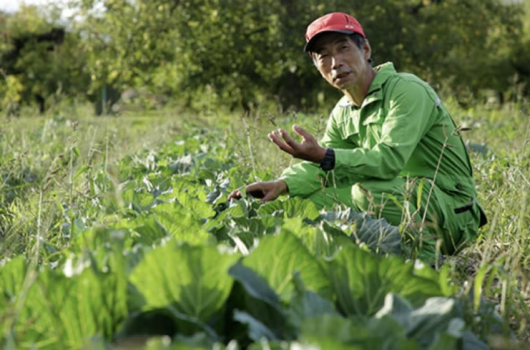 【会津伝統野菜】何世代にもわたって受け継がれてきた、会津の伝統野菜。土地の恵みと人の知恵が詰まった_会津の食文化の礎を築いてきた貴重な存在です。 【会津伝統野菜】何世代にもわたって受け継がれてきた、会津の伝統野菜。土地の恵みと人の知恵が詰まった_会津の食文化の礎を築いてきた貴重な存在です。