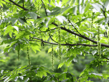 [Kawakurumi]Valley-view Japanese&Western-style Suite (12 tatami) , with semi-open-air hot spring bath（Non smoking）