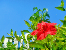 【ハイビスカス】南国の花、青い空に映えます。