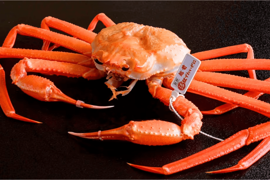 越前べにずわいがに