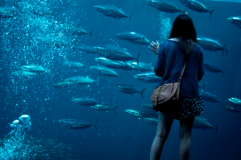 環境水族館アクアマリンふくしま（かつお…？）