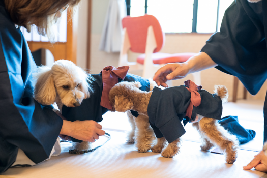 愛犬と遊ぶ！宿泊する！ワンちゃん”歓迎”の御宿ー八の坊ー