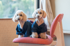 ワンちゃんと一緒のお部屋に宿泊！