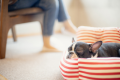 ワンちゃんも一緒にお部屋でお寛ぎタイム！