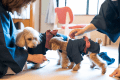 愛犬と遊ぶ！宿泊する！ワンちゃん&rdquo;歓迎&rdquo;の御宿ー八の坊ー