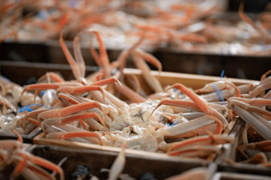 活地蟹～日帰り昼食で絶品松葉蟹コース