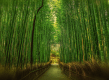 あ～涼しい♪嵐山の竹林