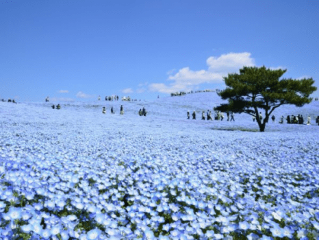 空まで続く青一色のネモフィラ　ひたち海浜公園　みはらしの丘　４月下旬～５月上旬