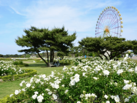 国営ひたち海浜公園の大観覧車と白いバラ