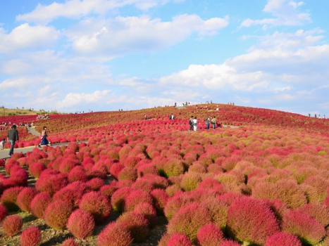ひたち海浜公園コキア紅葉