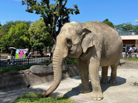 日立においでよ！【かみね動物園】優待プラン！うれしい特典付き♪カップルやファミリーにオススメ！