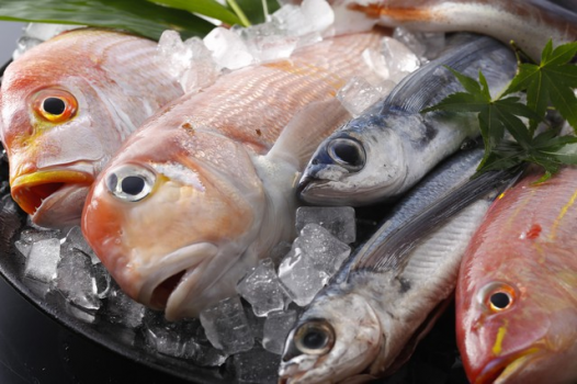 【定番】丹後のお食事を手軽に味わうならこれで決まり！割烹たんご味わう地魚お造り御膳プラン