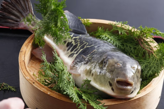 【冬】お一人様のご利用もＯＫ！割烹たんごでぷりぷりの活〆トラフグを贅沢に味わう至福のフグ会席プラン
