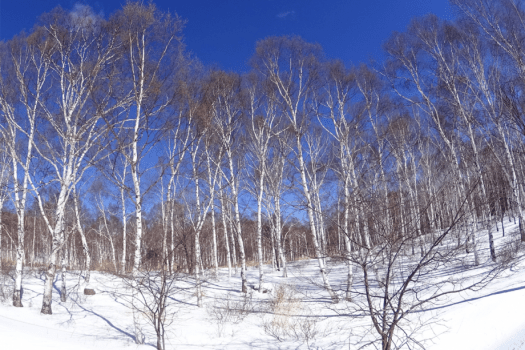 《スキーパック２食付》スキー＆スノボー】八千穂高原スキー場１日スキーリフト券◇☆選べる夕食♪