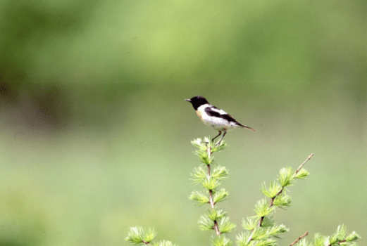 八ヶ岳の豊かな自然の中野鳥にも触れ合う