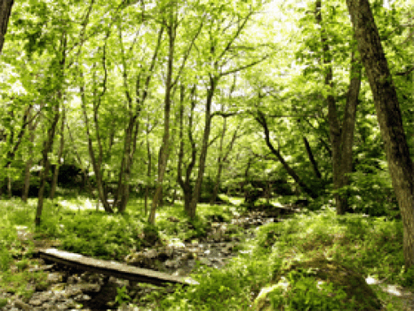 ホテル敷地内の遊歩道を、のんびりとお楽しみください