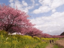 【河津桜、夜桜花見ツアープラン】早春の旅　河津桜みなみの桜を見に行こう♪2食付
