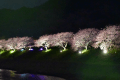 夜桜ライトアップ