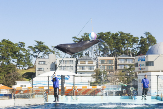 周辺・観光　越前松島水族館
