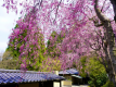 Sakura in Satonoyu