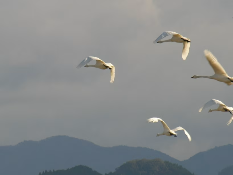 冬季限定　朝の白鳥ウォッチングツアー付きプラン