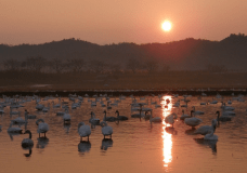 白鳥ロードの白鳥たち　冬季は朝に白鳥ツアーへご案内しています