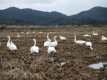 ■白鳥見学ツアー／夕朝食付■冬季限定！冬の訪れを告げる白鳥と日本庭園を巡る