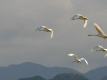 ■白鳥見学ツアー／夕朝食付■冬季限定！冬の訪れを告げる白鳥と日本庭園を巡る